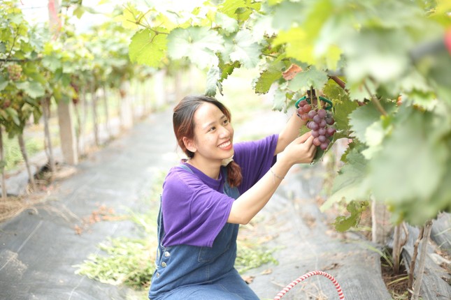 Tự tay hái nho chín mọng trên cây và chụp ảnh lưu lại khoảnh khắc tuyệt đẹp trong khu vườn là trải nghiệm đáng nhớ của các bạn trẻ.