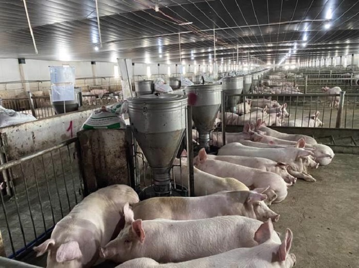 Hai cổ phiếu đang được hưởng lợi lớn từ diễn biến giá thịt lợn tăng