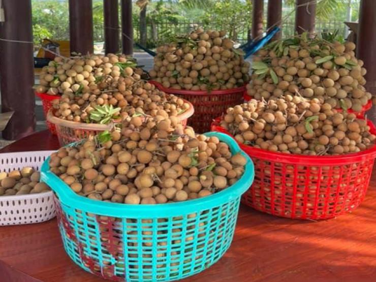 Loại nhãn lên đến 150.000 đồng/kg, chủ vườn bán hết “vèo” gần nửa tấn