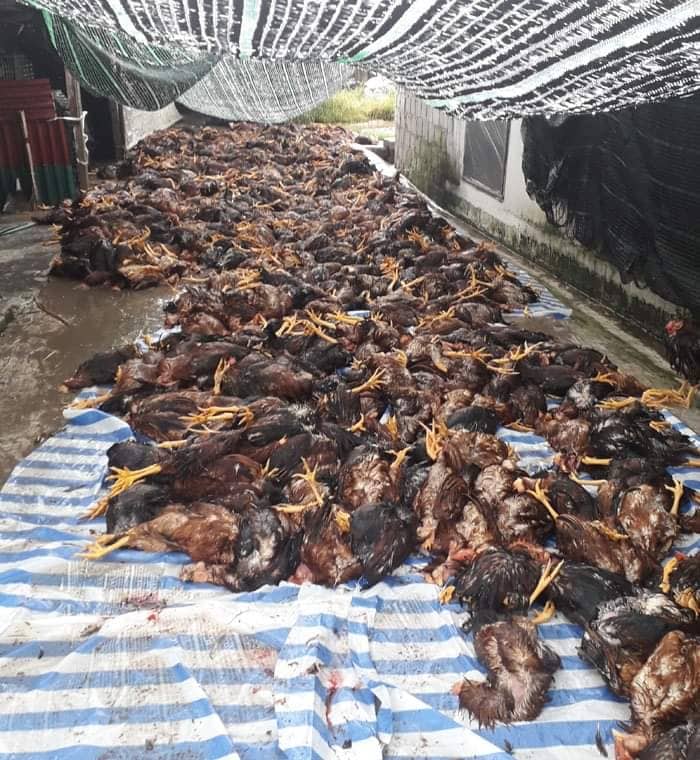 Sét đánh vào trang trại khiến hơn 6.000 con gà chết - 1