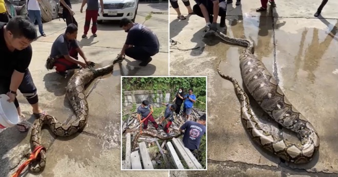 Con trăn "khủng" dài gần 7 mét bị bắt ở phía đông bắc Thái Lan.
