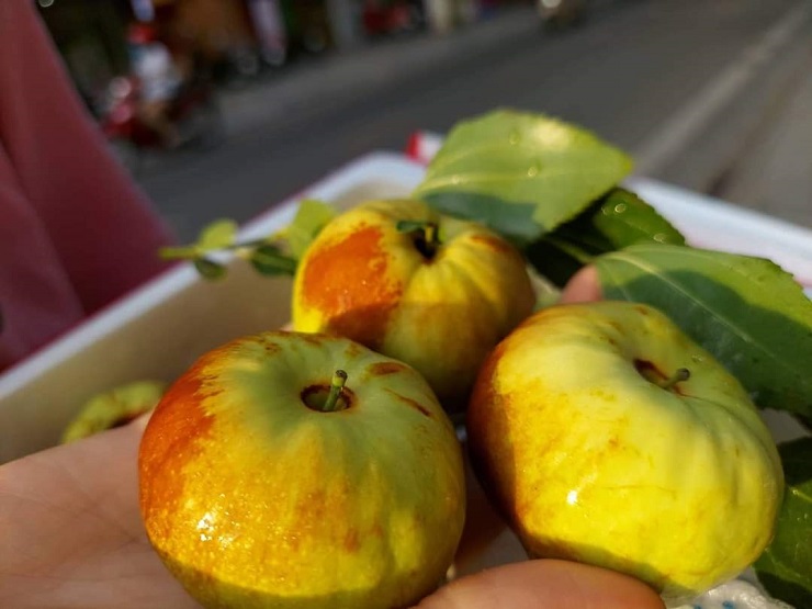 Xuất hiện loại táo Trung Quốc nhìn như quả bí có giá hàng trăm nghìn đồng/kg - 1