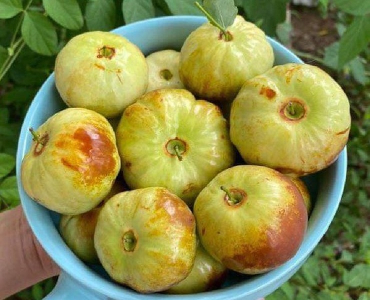 Xuất hiện loại táo Trung Quốc nhìn như quả bí có giá hàng trăm nghìn đồng/kg - 3