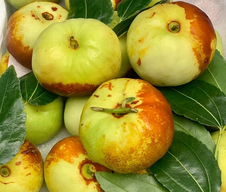 Xuất hiện loại táo Trung Quốc nhìn như quả bí có giá hàng trăm nghìn đồng/kg - 5