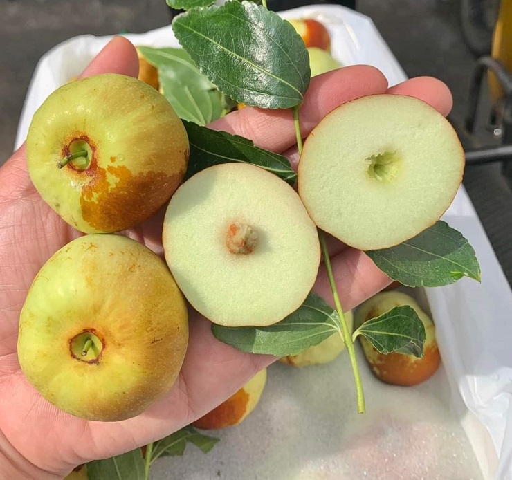 Xuất hiện loại táo Trung Quốc nhìn như quả bí có giá hàng trăm nghìn đồng/kg - 4