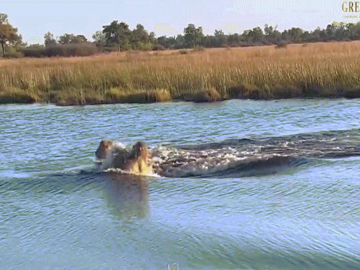 Video: 3 con sư tử vượt sông bị 1 con hà mã tấn công, phải chạy trối chết