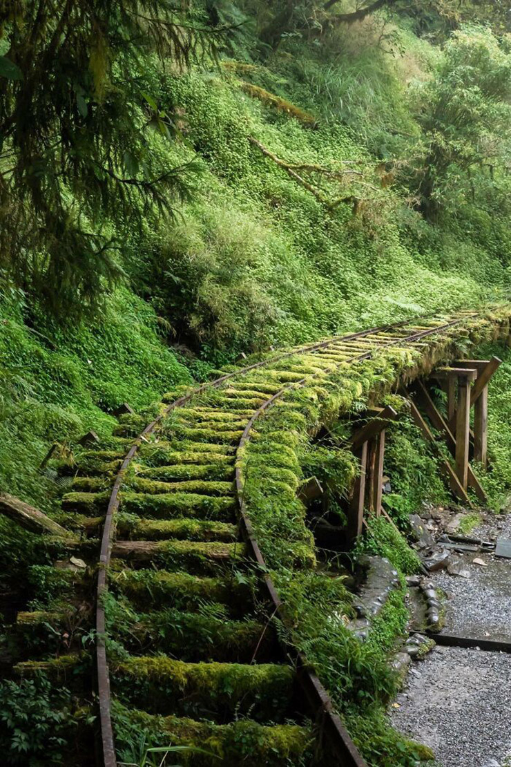 14. Tuyến đường sắt ở Đài Loan này không còn được sử dụng nữa, nó bị cây cối bao phủ, tạo nên phong cảnh đậm chất Ghibli.
