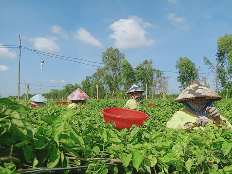 Từ lúc trồng cây thiên lý đến lúc cho thu hoạch chỉ 4 tháng.
