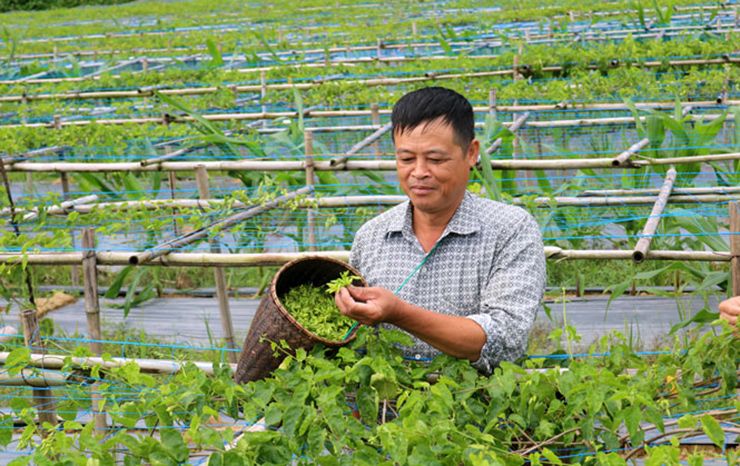 Cũng là người làm giàu từ trồng hoa thiên lý, ông Thắng (ở Thái Nguyên) cho biết mỗi ngày gia đình ông hái được 25kg hoa thiên lý, thu về hơn 1,1 triệu đồng
