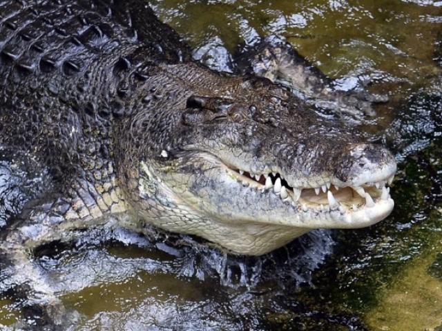 Úc: Bị cá sấu khổng lồ dài 4,5 mét kéo xuống sông, thoát chết nhờ mang theo một vật