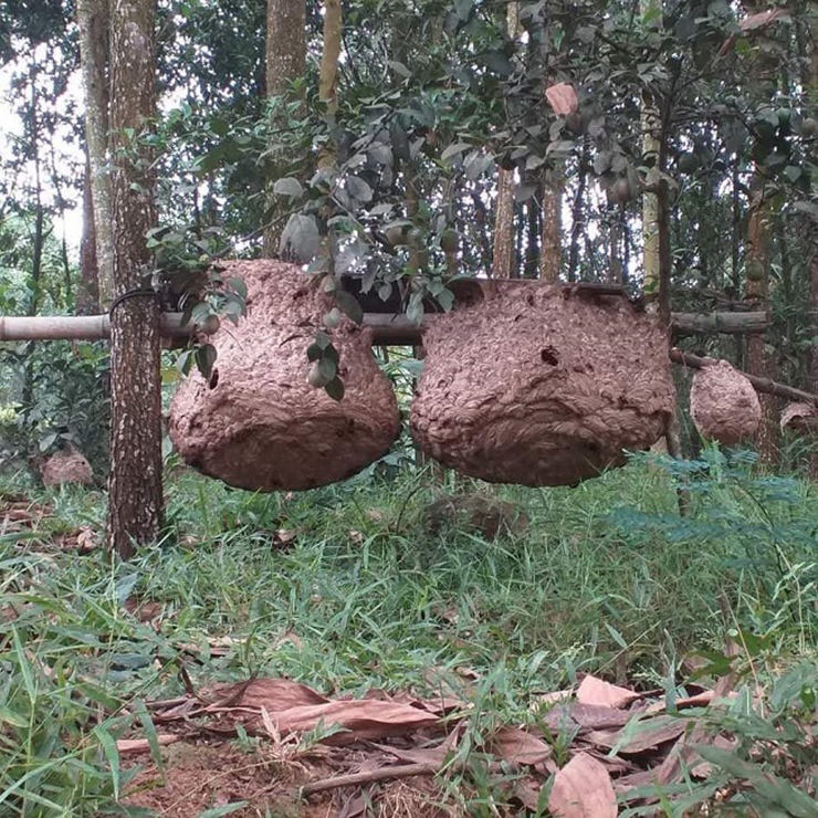 Ong vò vẽ là loài hung dữ, độc tính cao. Nếu ai bị cắn mà không được cứu chữa kịp thời sẽ có nguy cơ mất mạng
