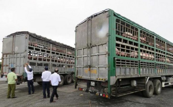 Tình trạng xuất lậu lợn qua biên giới vẫn luôn "nóng", vào những thời điểm giá Trung Quốc cao hơn Việt Nam