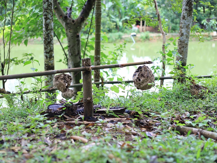 Những tổ ong vò vẽ được treo lủng lẳng trong vườn nhà anh Luật. (Ảnh: Bước chân vùng cao).