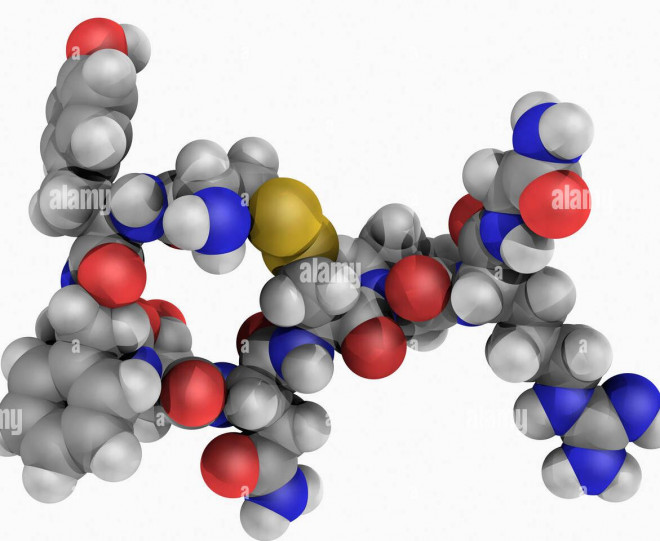 Cả nam giới và phụ nữ đều có hormone vasopressin.