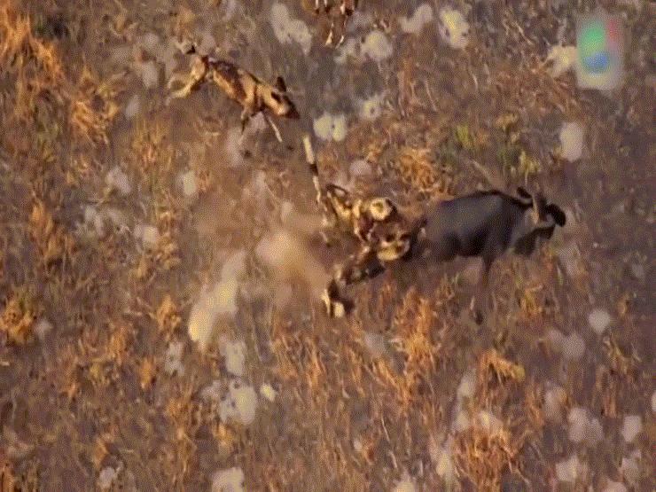 Video: Bầy chó hoang châu Phi tăng hết tốc lực truy sát linh dương đầu bò và cái kết