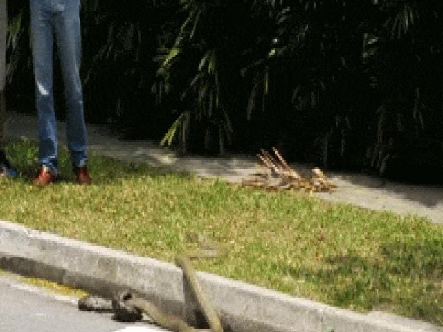 Video: Rắn hổ mang chúa dài 3,5m giết chết trăn gấm giữa đường
