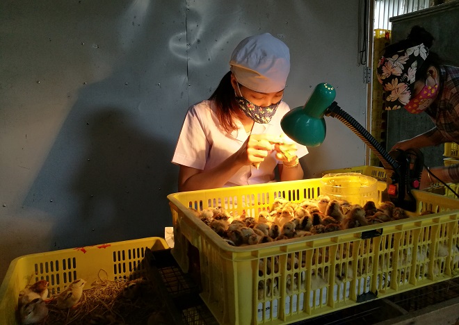 Chị Nguyễn Thị Dung – “bàn tay vàng” trong làng soi giới tính gà