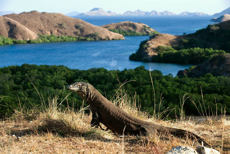 Vườn quốc gia Komodo indonesia: Mặc dù hầu hết du khách đến Công viên Quốc gia Komodo ở Indonesia để thăm quê hương của rồng Komodo, nhưng công viên này còn mang đến cho bạn nhiều điều ấn tượng hơn là chỉ&nbsp;những loài bò sát khổng lồ.
