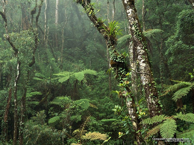 Vườn Quốc gia Kinabalu có&nbsp;sự đa dạng thực vật rất đặc biệt và được UNESCO công nhận là Di sản Thế giới. Hãy để ý đến loài lan Rotschild (loài lan hiếm nhất trên thế giới) và dành thời gian khám phá những khu rừng rậm rạp xung quanh chân núi.
