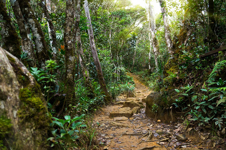 Vườn quốc gia Taman Negara, Borneo thuộc Malaysia: Vườn quốc gia Taman Negara&nbsp;bao gồm một khu rừng nguyên sinh được cho là có niên đại 130 triệu năm, được coi là một trong những khu rừng nhiệt đới lâu đời nhất trên thế giới. Công viên Quốc gia Taman Negara là nơi sinh sống của hổ, khỉ và các loài chim với số lượng kỷ lục.
