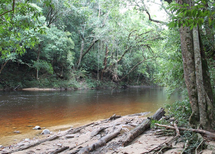 Ngoài động vật hoang dã, Taman Negara còn là nơi có đời sống thực vật đáng kinh ngạc, bao gồm cả cây rafflesia, loài hoa lớn nhất trên thế giới.&nbsp;
