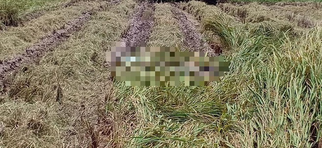 Thi thể nạn nhân được tìm thấy trên một cánh đồng (Ảnh minh họa)