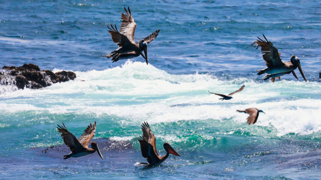 Từ Big Sur đến Sea Lion Point: Khúc tự tình của thiên nhiên dành tặng lữ khách - hình ảnh 5