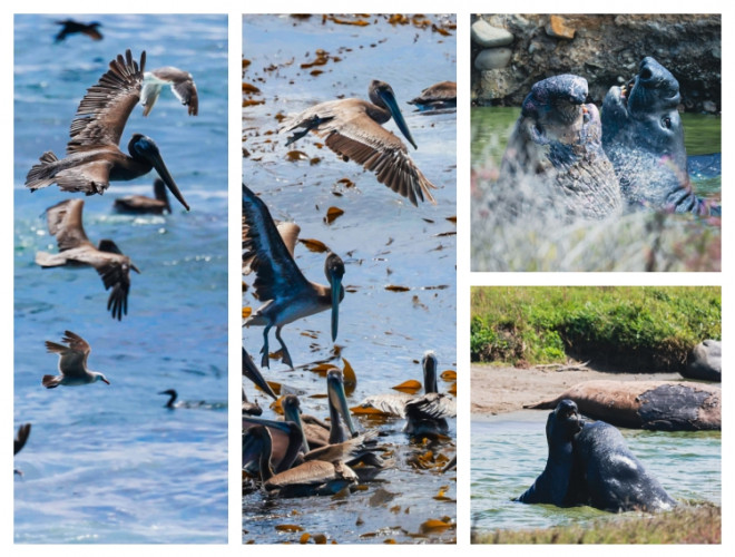 Từ Big Sur đến Sea Lion Point: Khúc tự tình của thiên nhiên dành tặng lữ khách - hình ảnh 6