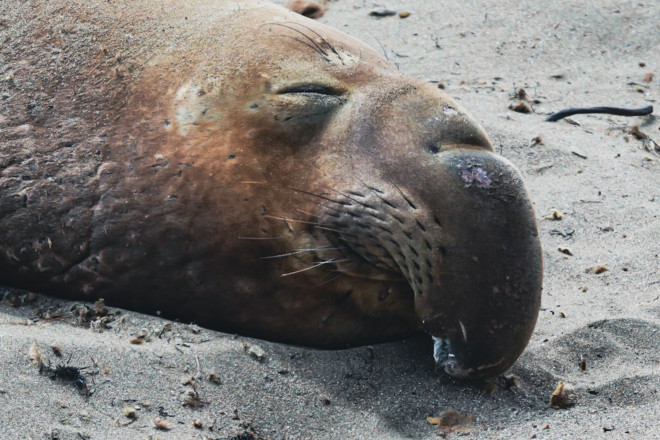 Từ Big Sur đến Sea Lion Point: Khúc tự tình của thiên nhiên dành tặng lữ khách - hình ảnh 7