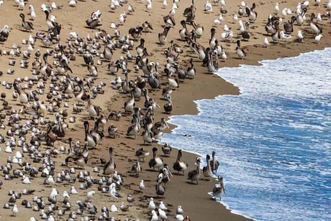Từ Big Sur đến Sea Lion Point: Khúc tự tình của thiên nhiên dành tặng lữ khách - hình ảnh 8
