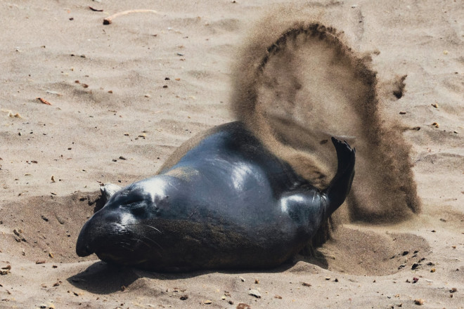 Từ Big Sur đến Sea Lion Point: Khúc tự tình của thiên nhiên dành tặng lữ khách - hình ảnh 9