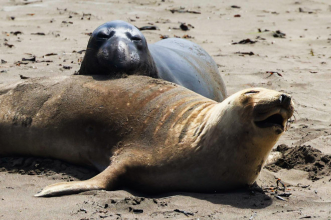 Từ Big Sur đến Sea Lion Point: Khúc tự tình của thiên nhiên dành tặng lữ khách - hình ảnh 10