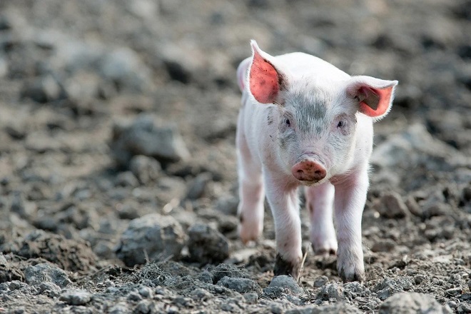 Các nhà khoa học khôi phục chức năng của của các tế bào trong cơ thể con lợn đã chết được một giờ.