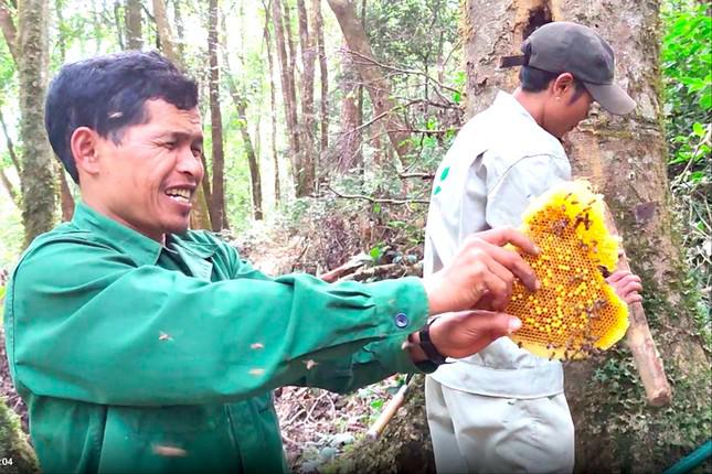 Ông A Chung lấy sáp tổ ong mật