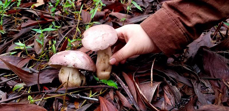 Nấm tràm là loại nấm mọc hoang trên lớp lá mục dưới tán rừng tràm, rừng bổi hay rừng bạch đàn… ở các tỉnh miền Trung, trong đó nhiều nhất là ở Huế
