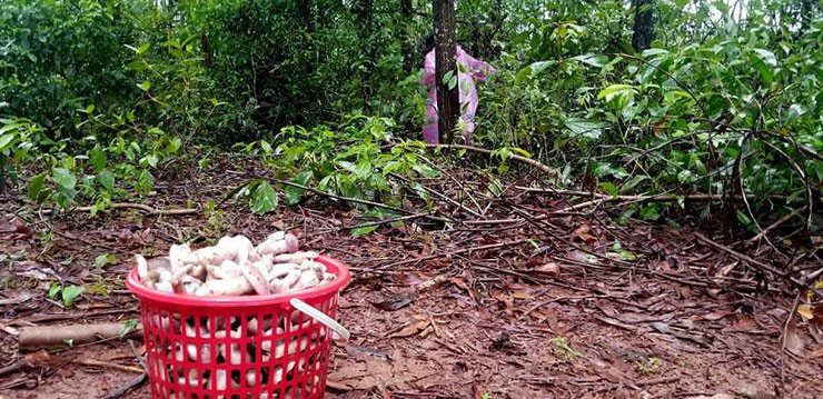 Người Huế thường ví nấm tràm như &#34;lộc trời&#34; bởi lẽ loại nấm này không trồng được mà chỉ &#34;hưởng lộc&#34; mỗi khi mùa mưa tới.
