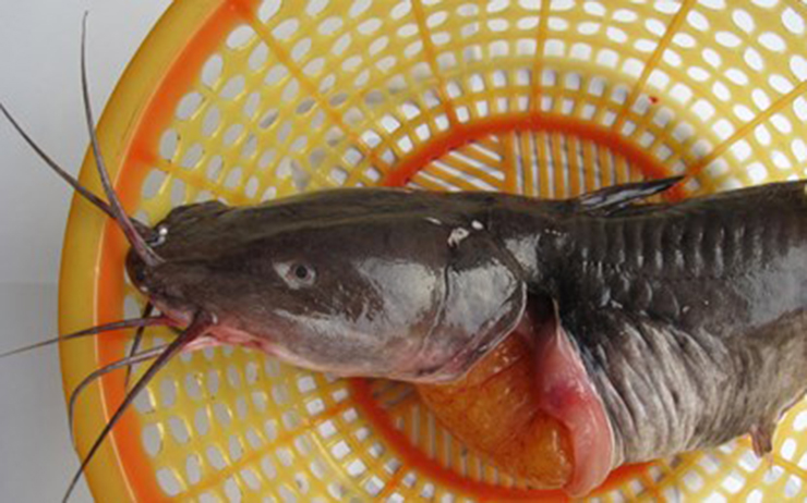 Từ một loại cá ở quê, giờ đây cá ngát đã giúp người dân vùng sông nước Hậu Giang có thêm thu nhập
