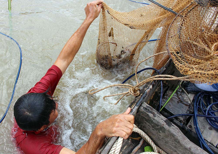 Trước đây cá ngát có nhiều nhưng không mấy ai ăn, nay thành món đặc sản được ưa chuộng
