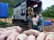 Thị trường - Tiêu dùng - Siết chặt lợn xuất lậu qua biên giới, giá lợn hơi đột ngột giảm mạnh