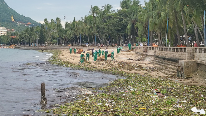 Ngày 8-8, ghi nhận của phóng viên Báo Người Lao Động, dọc tuyến biển từ Bãi Dâu đến Bãi Dứa (TP Vũng Tàu) bị rác đại dương tấn công với số lượng, ước tính hàng chục tấn.