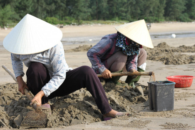 Dụng cụ để cào ngao cũng hết sức đơn giản, chỉ chiếc vét...