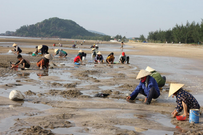 Đây cũng là thời điểm người dân địa phương đi lấy “lộc biển”. Chừng 4h sáng hàng ngày, bà Quỳnh cùng hàng trăm người khác đã có mặt ở bãi biển để tìm ngao.