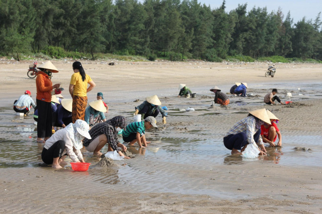 “Nhưng không phải ngày nào cũng nhiều. Có hôm đào cả buổi cũng chỉ được vài kg, đủ để ăn thôi. Du khách đến mua cũng chẳng có mà bán”, chị Minh chia sẻ.