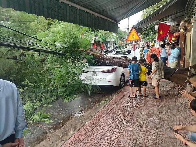 Mưa lớn trong chiều nay cũng khiến một cây lớn tại đường Lý Tự Trọng (TP Hà Tĩnh) bị bật gốc, đè lên chiếc xe dựng bên đường.