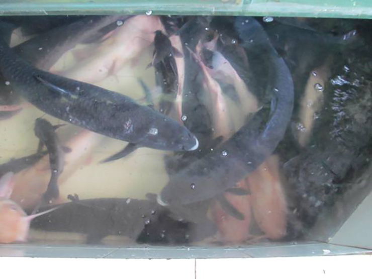 Cá dầm xanh là một loài cá quý, được nhiều người sành ăn săn lùng vì mùi vị thơm ngon hảo hạng
