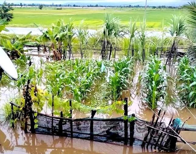 Tại huyện Phú Thiện (Gia Lai) nhiều diện tích hoa màu, nhà cửa người dân bị thiệt hại do mưa lớn.