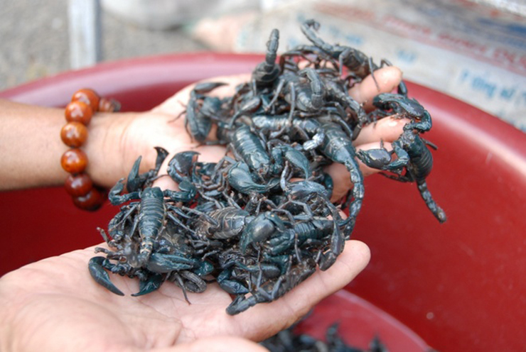 Sau khi bắt về, bọ cạp được thương lái thu mua tận nơi với giá ới giá từ 250-300.000 đồng/kg
