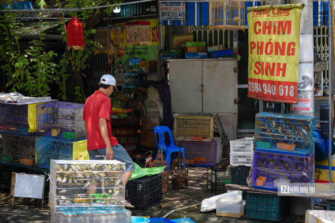 Lồng chim được bày san sát với đủ loại, phổ biến là các loài chim sẻ, chim ri và vành khuyên. Giá các loại chim dao động từ 18.000 – 25.000 đồng/con.