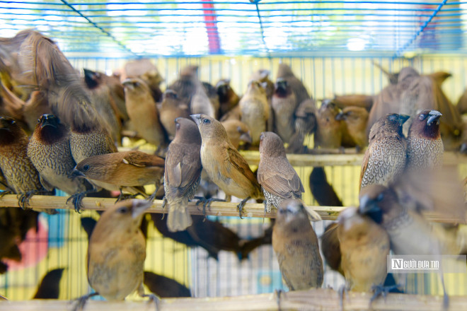 Theo đó, những ngày này ở phố Hoàng Hoa Thám không chỉ có người mua mà còn có cả người bắt, bẫy chim đến đổ buôn cho thương lái, bán lẻ với người dân. Quy trình người bắt, người thả cứ liên tục tiếp diễn.