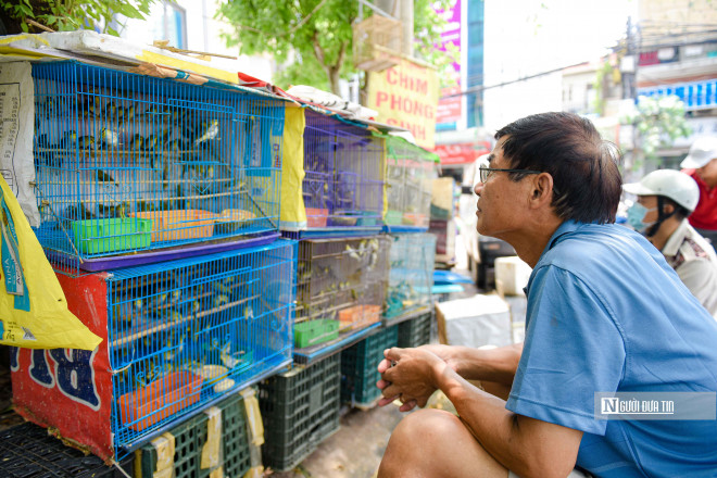 Tuy nhiên, nhiều tiểu thương cho hay, năm nay, giá chim phóng sinh trên thị trường có tăng nhưng lượng mua lại giảm.